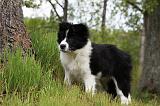 BORDER COLLIE 893
